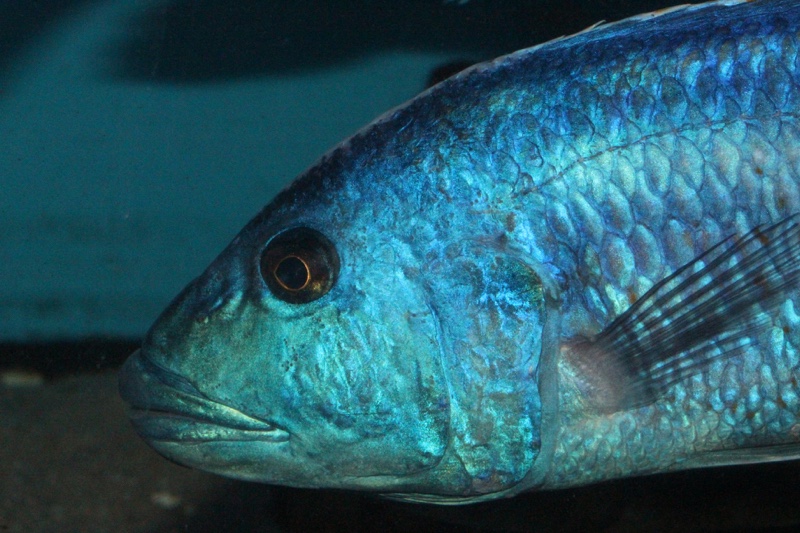 Nimbochromis fuscotaeniatus
